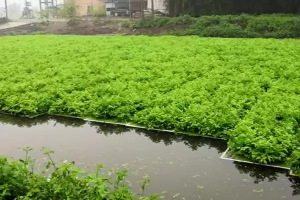 图片[2]-水芹的产地？了解水芹产地要知晓哪些主要的地域分布和生长环境信息？-会东网