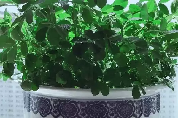 图片[3]-盆栽花生种植要点：幼苗期水肥充足的重要性-会东网