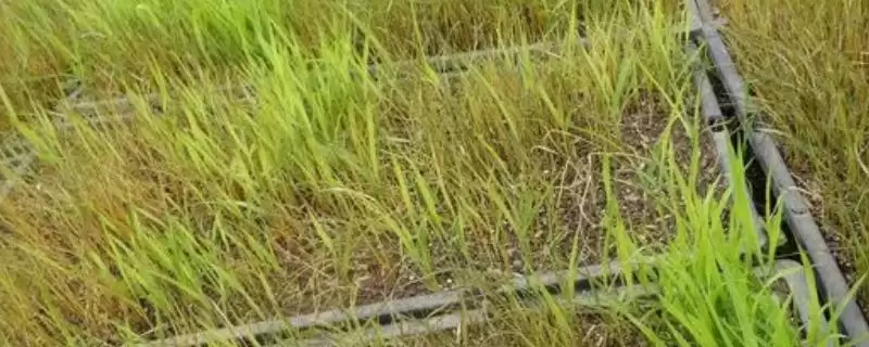 水稻立枯病的防治方法？防治水稻立枯病要采取哪些有效的防治措施？-会东网