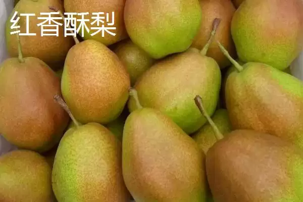图片[8]-香梨品种的种类和要点？了解香梨品种需关注哪些关键内容？-会东网
