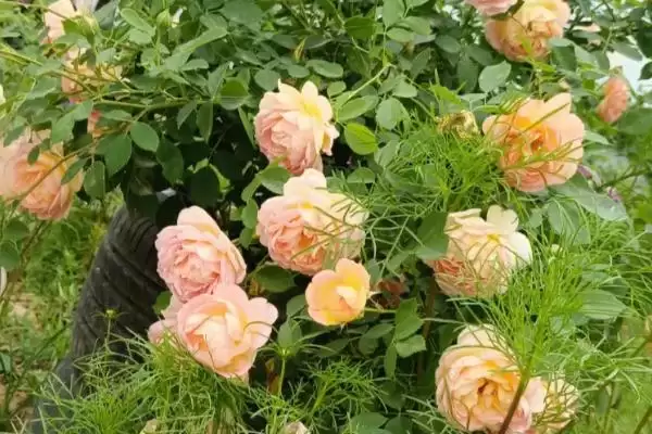 图片[2]-藤本月季不开花的原因？探究藤本月季不开花原因要考虑哪些养护和生长因素？-会东网