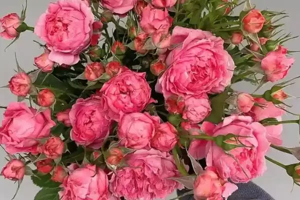 图片[9]-女王节花卉选择指南：康乃馨、百合花等传递美好祝福-会东网