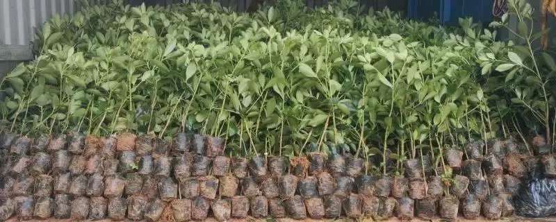 快递树苗的保湿方法 ,快递树苗为何要在根部裹泥浆呢？-会东网