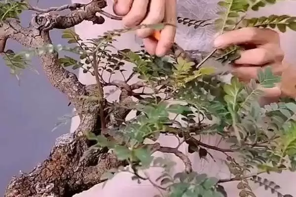 图片[3]-清香木浇水技巧：浇水不要太勤的原因及判断方法-会东网