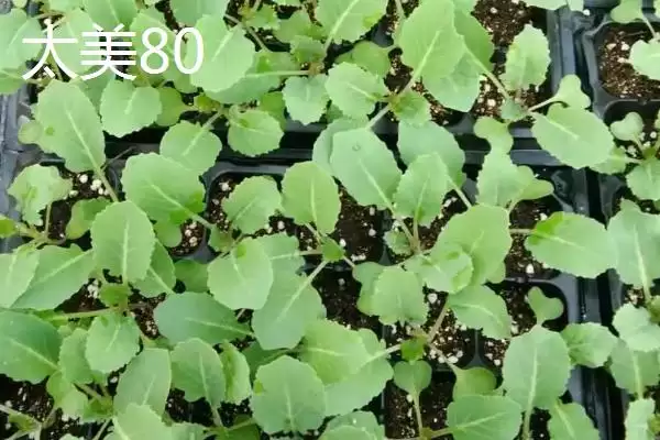 图片[6]-5元左右的价格成因-会东网