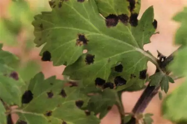 图片[2]-如何防治菊花黑斑病？养护菊花防治黑斑病要采用哪些防治方法？-会东网
