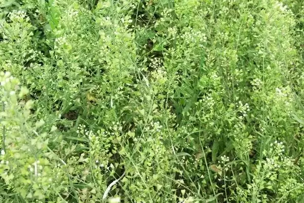 图片[3]-了解种荠菜适用土壤的方法和重点？了解种荠菜适用土壤要做好哪些细节？-会东网