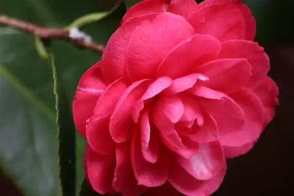 图片[4]-山茶花的花语是什么？认识山茶花花语要知晓哪些寓意内涵？-会东网