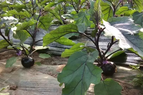 图片[4]-越夏茄子追肥的方法和重点？越夏茄子追肥要做好哪些细节？-会东网