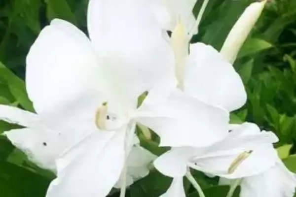 图片[3]-姜花的花语 ,姜花这种花有着怎样的花语-会东网