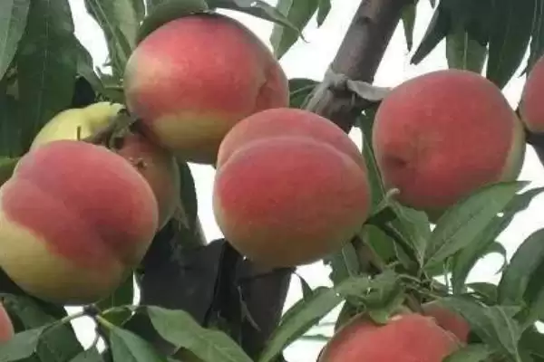 图片[3]-了解映霜红桃成熟上市月份的方法和重点？了解映霜红桃成熟上市月份要做好哪些细节？-会东网