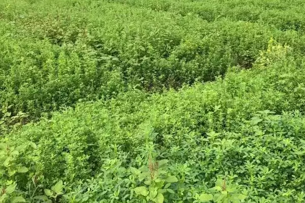 图片[5]-苜蓿种植管理技术有哪些要点呢,苜蓿种植过程中要注意做好追肥工作-会东网