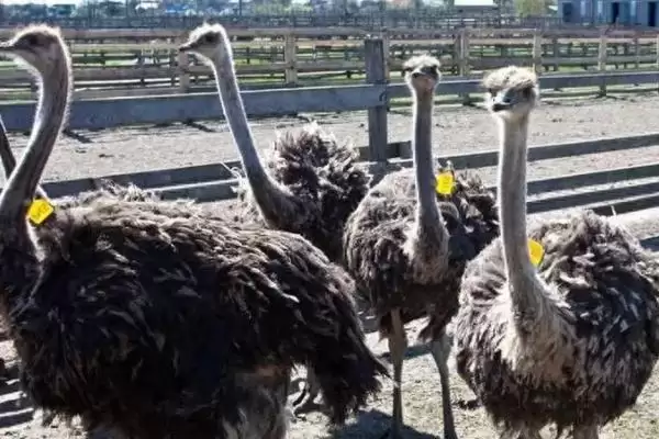 图片[3]-鸵鸟的特征？认识鸵鸟要了解哪些关键的生物形态、习性和生理特征要点？-会东网