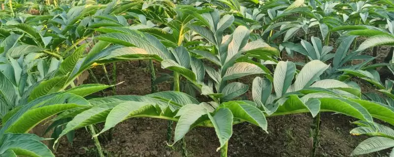 魔芋对生长环境条件有何要求呢 ,魔芋生长最适温度应保持在 20℃左右-会东网