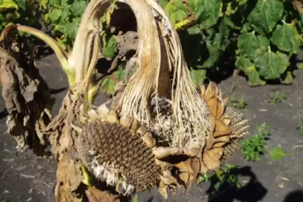 图片[2]-向日葵茎秆腐烂的原因和要点？分析向日葵茎秆问题需关注哪些方面？-会东网