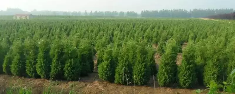 蜀桧的价格？了解蜀桧价格要分析哪些市场供需和植株规格影响因素？-会东网