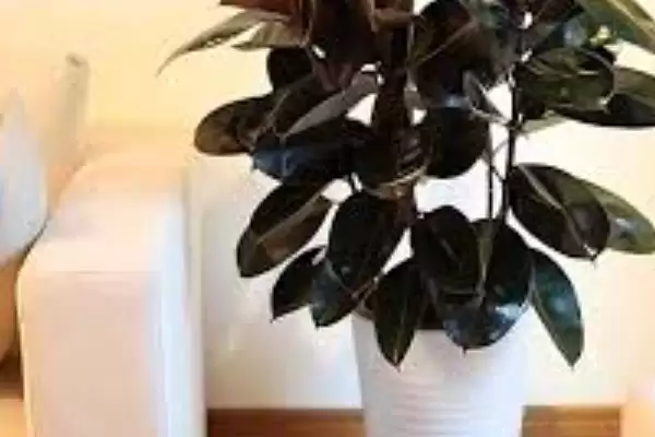 图片[8]-橡皮树养护难度的要点和判断？判断橡皮树养护难度需注意什么？-会东网
