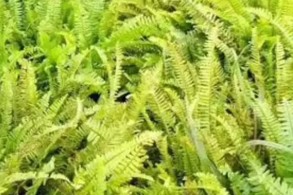 图片[2]-种植肾蕨的前景和要点？种植肾蕨需关注哪些市场发展要素？-会东网