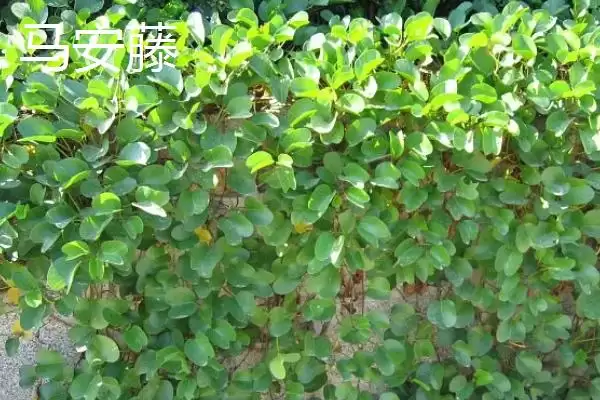 图片[5]-马鞭草什么时候开花 ,马鞭草一般在什么季节开花-会东网