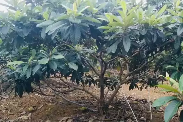 图片[5]-如何培育良种枇杷？培育良种枇杷要遵循哪些科学的培育流程？-会东网