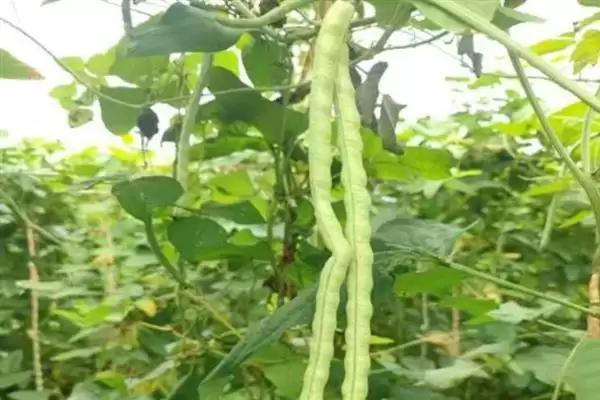 图片[6]-豇豆霜霉病的症状 ,豇豆患霜霉病有什么症状-会东网