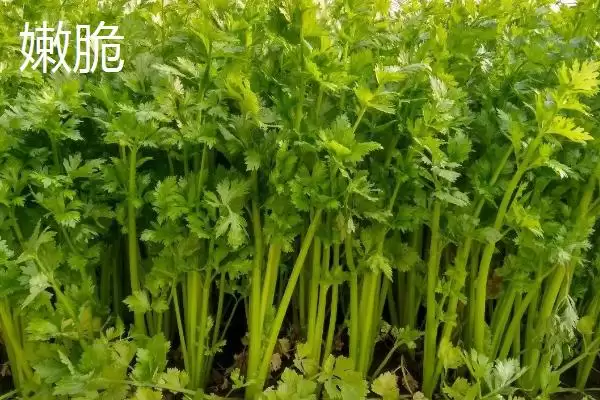 图片[7]-芹菜品种大揭秘：不同品种亩产量差异及特点-会东网