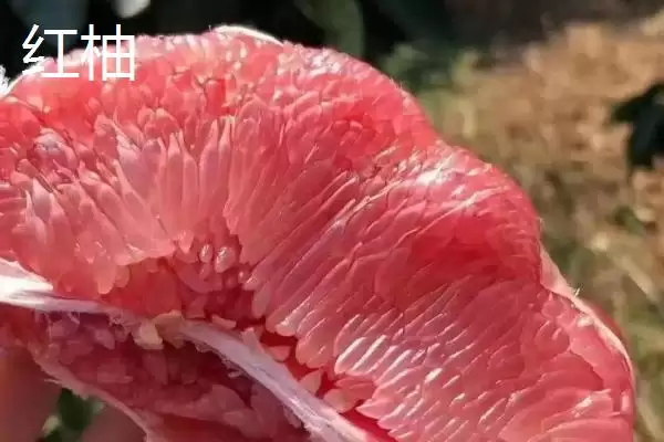 图片[5]-蜜柚有哪几种不同的颜色呢 ,蜜柚分为白色、粉红、黄、鲜红色几种-会东网