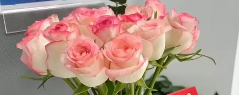 玫瑰花的水养方法是怎样的呢 ,玫瑰花水养需每隔 2-3 天换一次水-会东网