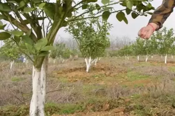 图片[3]-种植蜜柚促花保果的方法和要点？种植蜜柚花果管理需注意什么？-会东网