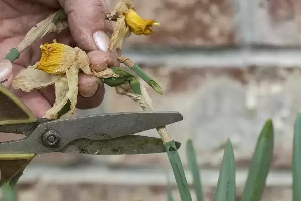 图片[8]-水仙花能不能在室内养？判断水仙花能否室内养殖要考虑哪些健康和养护因素？-会东网