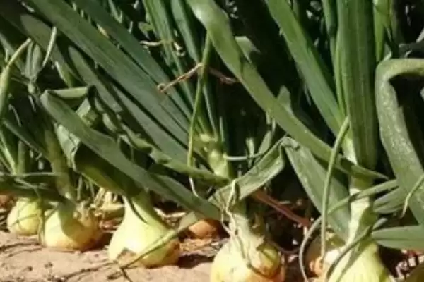 图片[4]-了解洋葱一年种植次数的方法和重点？了解洋葱一年种植次数要做好哪些细节？-会东网