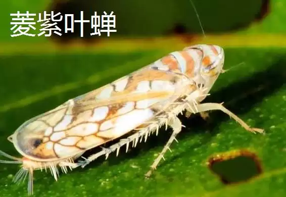 图片[7]-种植菱角的方法和重点？种植菱角要做好哪些细节？-会东网
