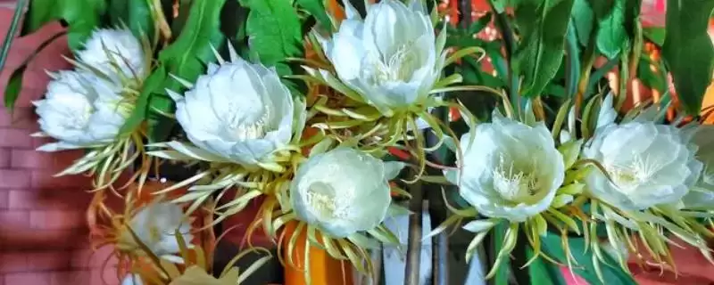 昙花一年开多少次？了解昙花一年开花次数要探究哪些花期规律和养护要点？-会东网