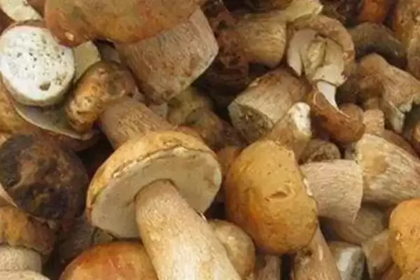图片[4]-认识常见食用菌的方法和重点？认识常见食用菌要做好哪些细节？-会东网