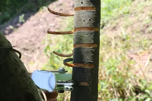图片[5]-种植蜜柚促花保果的方法和要点？种植蜜柚花果管理需注意什么？-会东网