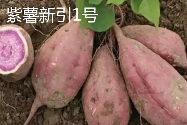 图片[5]-紫薯品种的种类和要点？了解紫薯品种需关注哪些关键信息？-会东网