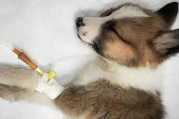 图片[3]-犬瘟热深度解析：主要感染犬科动物的疾病特点-会东网