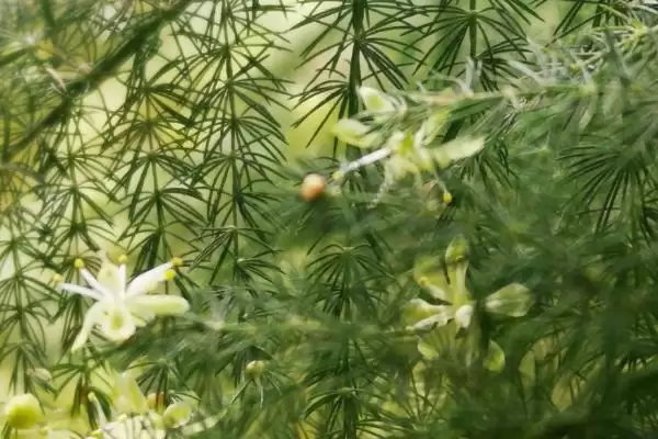图片[2]-了解云竹开花寓意的方法和重点？了解云竹开花寓意要做好哪些细节？-会东网