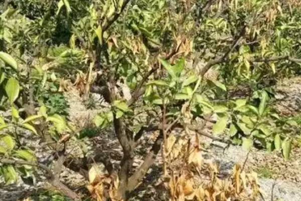 图片[3]-烧根如何补救？应对植物烧根问题要采取哪些有效的补救措施？-会东网