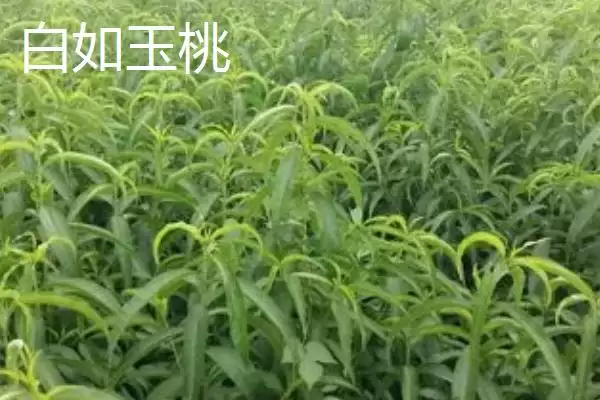 图片[13]-桃树苗品种优选：秋彤桃为何是国内最好的品种？-会东网