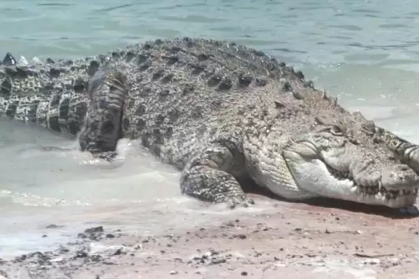 图片[2]-湾鳄的简介？认识湾鳄要了解哪些关键的生物分类、形态和习性要点？-会东网