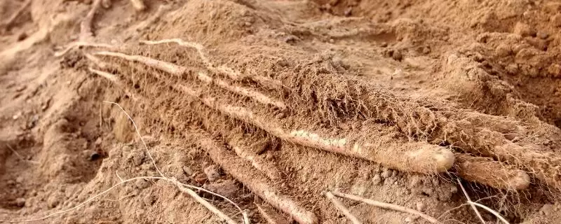 山药的种植方法？种植山药要遵循哪些科学的种植步骤和要点？-会东网