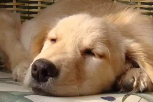 图片[6]-犬瘟热病毒感染源揭秘：病犬和带毒犬的传播风险-会东网