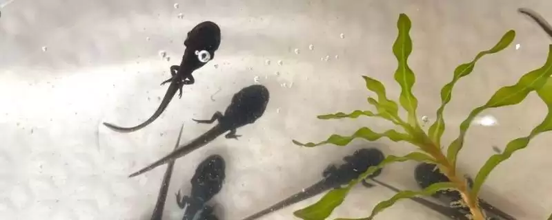 蝌蚪的肢体生长顺序 ,蝌蚪先长前脚还是后脚呢？-会东网
