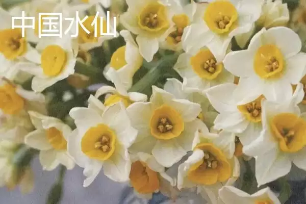 图片[2]-水仙花品种介绍？认识水仙花品种要了解哪些关键的品种特性和分类信息？-会东网