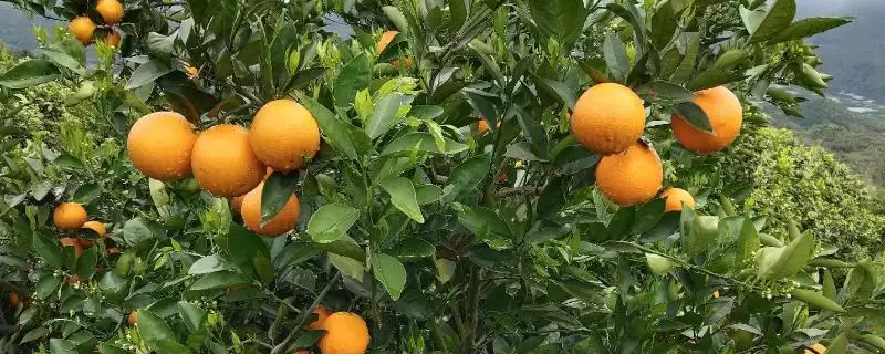 夏橙是否夏季成熟的要点和判断？判断夏橙成熟时间需注意什么？-会东网