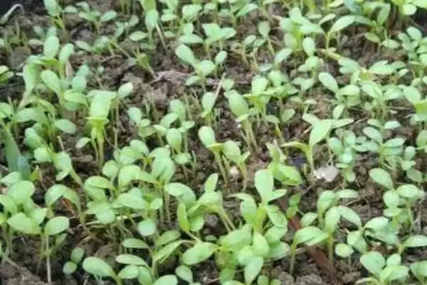 图片[4]-盆栽生菜小苗细长原因剖析：光照过弱或种植过密的影响-会东网