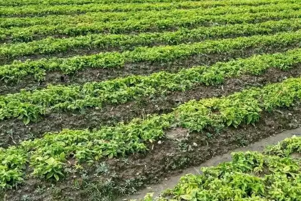 图片[2]-太子参的种植前景？分析太子参种植前景要考虑哪些市场和产业发展因素？-会东网