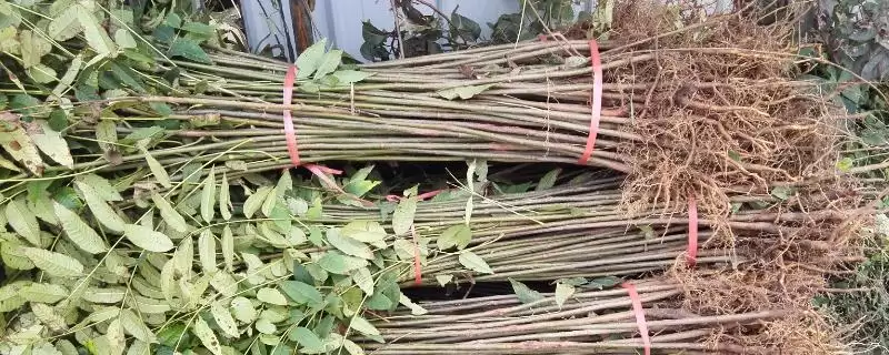 绿香椿苗哪里有？当地苗木市场的宝藏等你发现-会东网