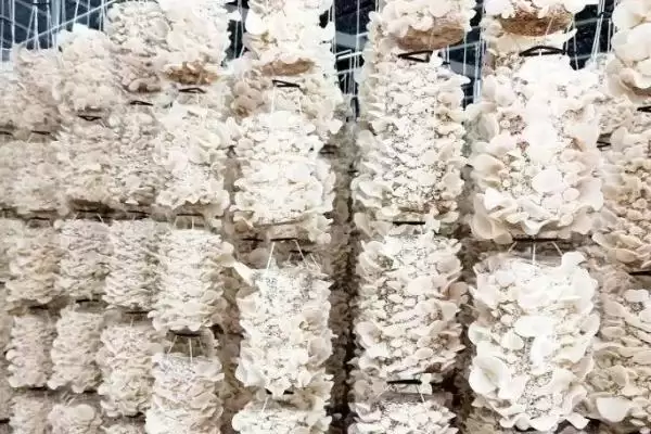 图片[4]-认识玉木耳特点的方法和重点？认识玉木耳特点要做好哪些细节？-会东网